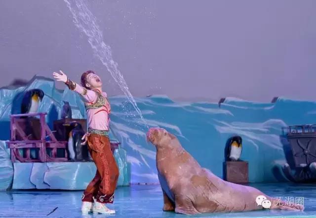 合肥海洋公园游览路线，芜湖海洋公园正式开园