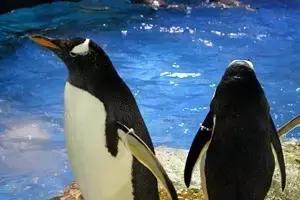 合肥海洋公园游览路线，芜湖海洋公园正式开园