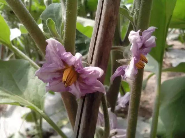 土豆花图片大全，一个非常好的蔬菜花（有一种别样的花海，是土豆花开）