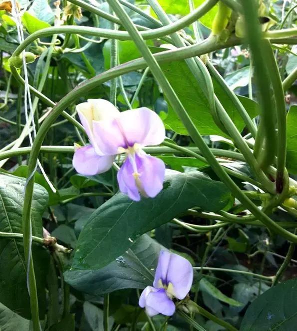 土豆花图片大全，一个非常好的蔬菜花（有一种别样的花海，是土豆花开）