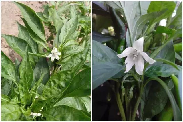 土豆花图片大全，一个非常好的蔬菜花（有一种别样的花海，是土豆花开）