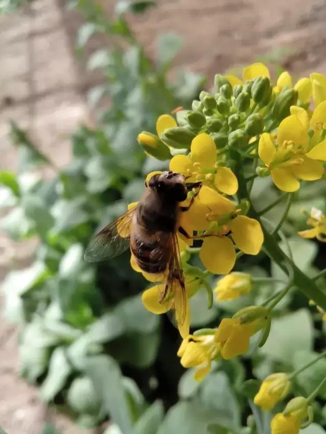 土豆花图片大全，一个非常好的蔬菜花（有一种别样的花海，是土豆花开）
