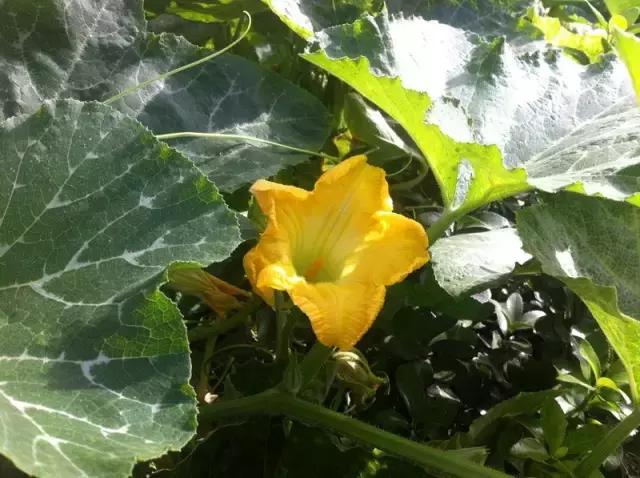 土豆花图片大全，一个非常好的蔬菜花（有一种别样的花海，是土豆花开）