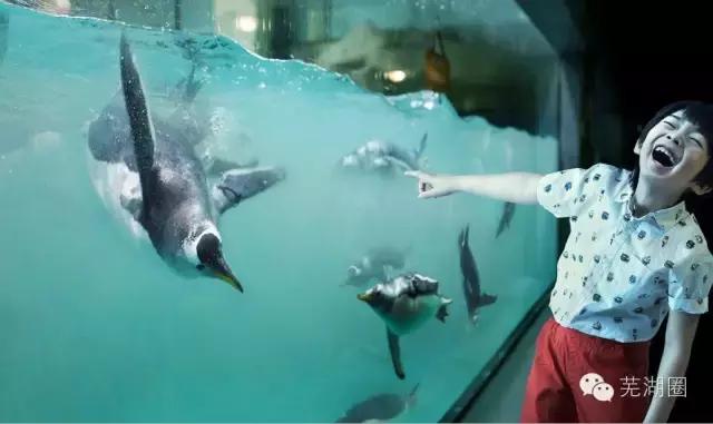 合肥海洋公园游览路线，芜湖海洋公园正式开园