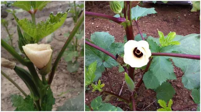 土豆花图片大全，一个非常好的蔬菜花（有一种别样的花海，是土豆花开）