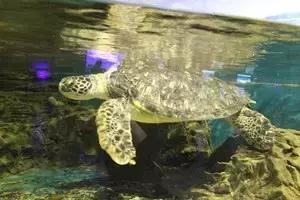 合肥海洋公园游览路线，芜湖海洋公园正式开园