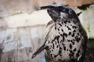 合肥海洋公园游览路线，芜湖海洋公园正式开园