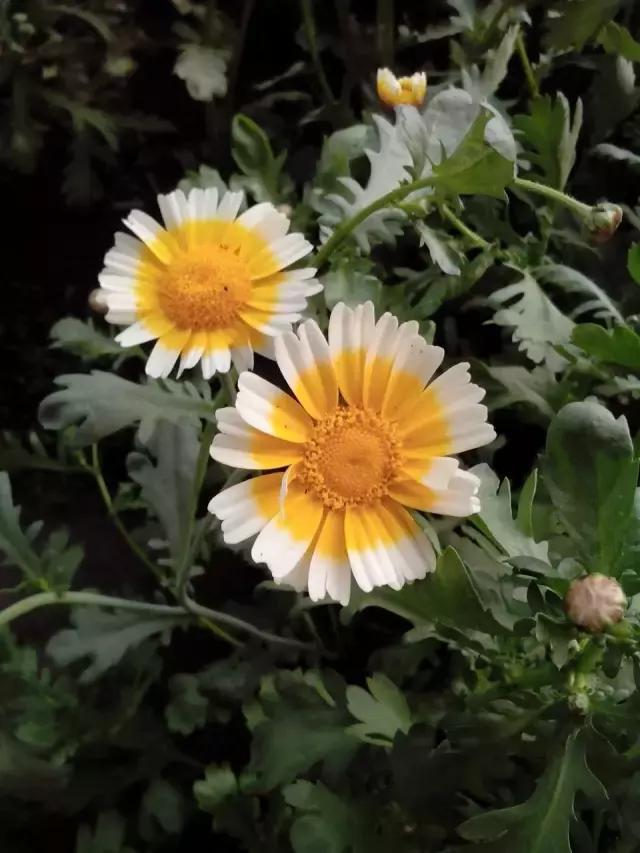 土豆花图片大全，一个非常好的蔬菜花（有一种别样的花海，是土豆花开）