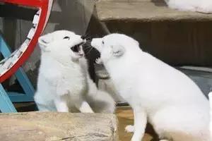 合肥海洋公园游览路线，芜湖海洋公园正式开园