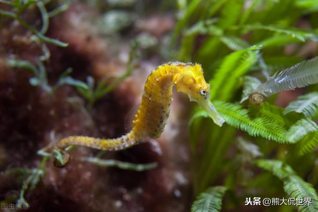 海马是雌雄同体吗，海马雌雄是不是人为定义的