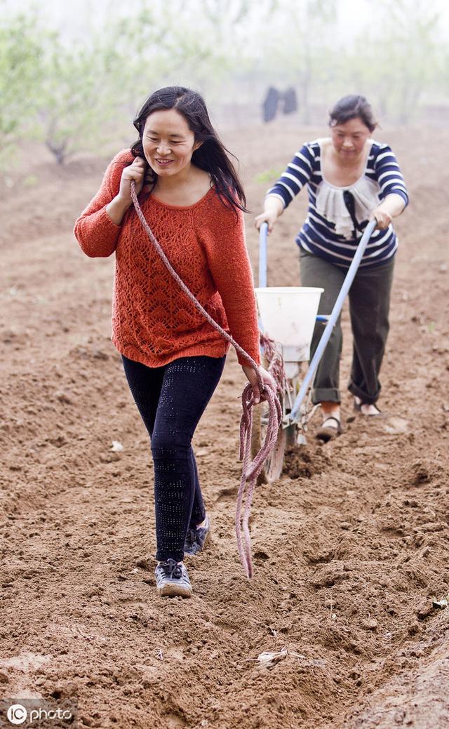 花生什么时候种，花生是什么时候种植的怎么种植（花生什么时候种）