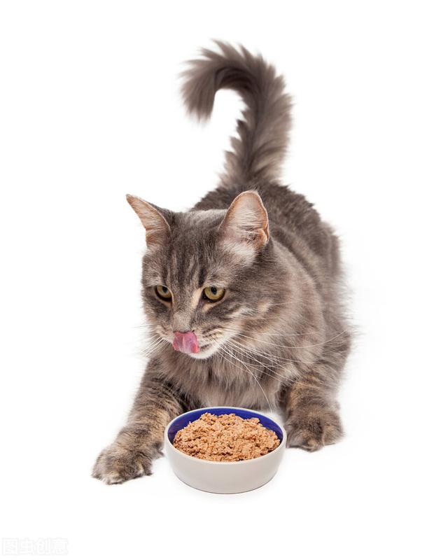 怎么防止猫得糖尿病(怎样防止猫咪得糖尿病)