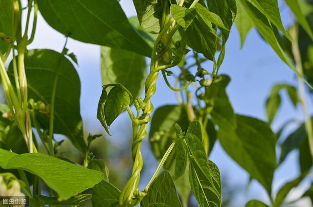 四季豆的种植技术和方法，四季豆食用价值及早春栽培技术