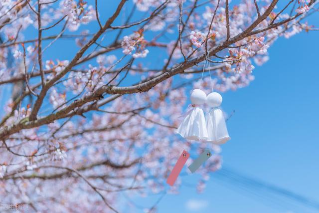 武汉樱花观赏地，武汉最新樱花预报来了