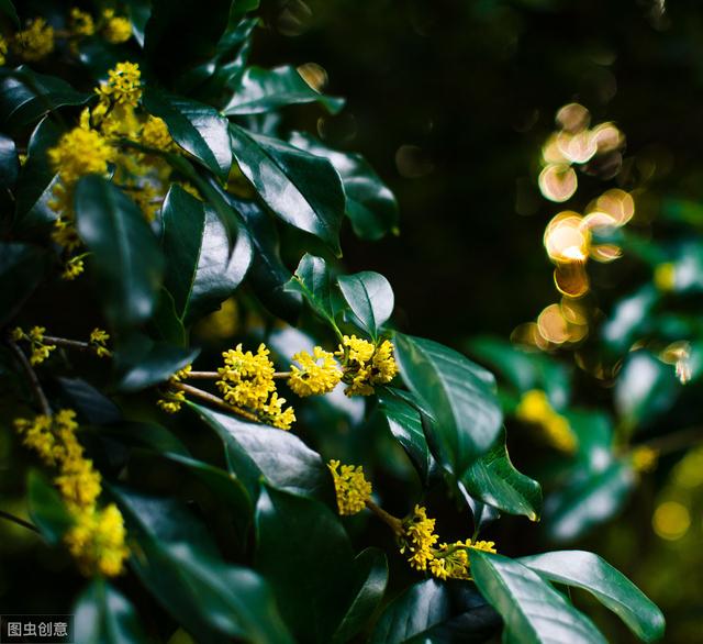 南京的市花是什么，江苏各区市花（你听过几个）