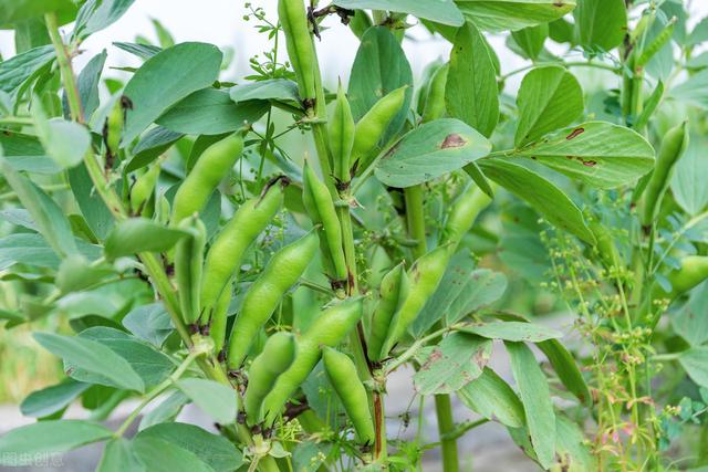 蚕豆的种植方法和，科学种植是关键