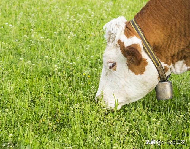你知道为什么老牛喜欢吃嫩草吗，老牛为何都想吃“嫩草”