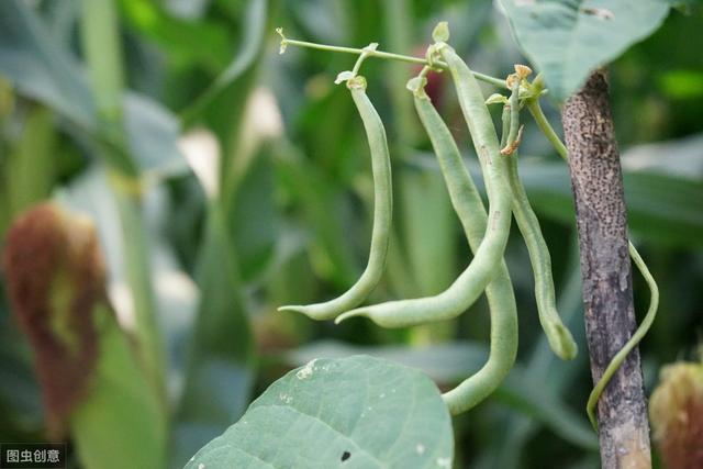 四季豆的种植技术和方法，四季豆食用价值及早春栽培技术