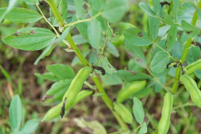 蚕豆的种植方法和，科学种植是关键