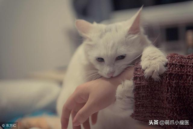 猫咪也会说话猫咪肢体语言大解析，怎么才能知道猫咪在说什么？有方法吗？