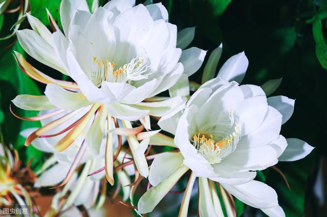 昙花多久开一次花，昙花要养多久才能开花