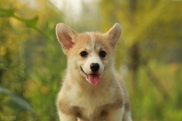 柯基犬的特点和缺点有哪些，盘点柯基犬的优缺点