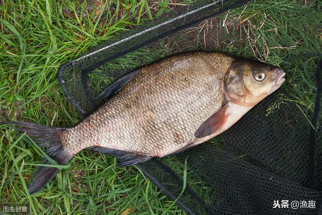 河里鳊鱼的最佳钓法，唯独这鳊鱼钓法才最霸气