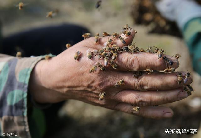 如果蜜蜂的眼睛与人的眼睛一样，蜜蜂的主要3个习性