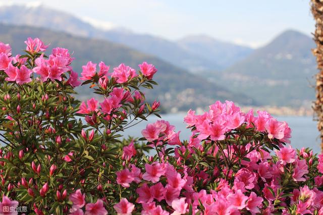 南京的市花是什么，江苏各区市花（你听过几个）