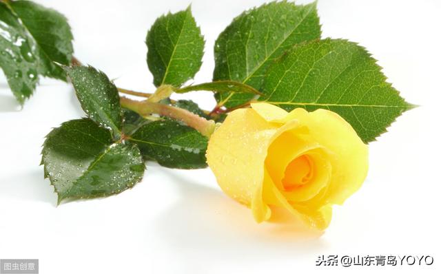 情人节送花玫瑰花语大全 蓝玫瑰花语 玫瑰花支数不同所代表的含意