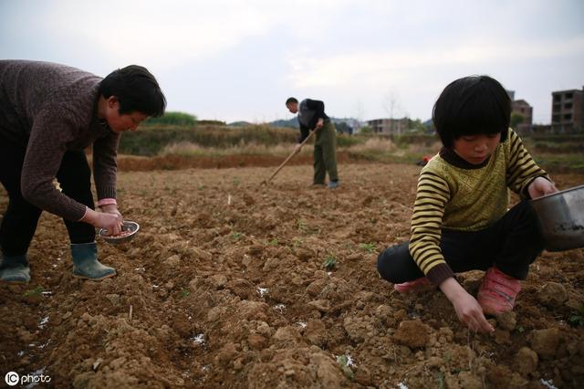 花生什么时候种，花生是什么时候种植的怎么种植（花生什么时候种）