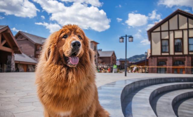 巨型犬品种大全，世界上最大的十种大型犬