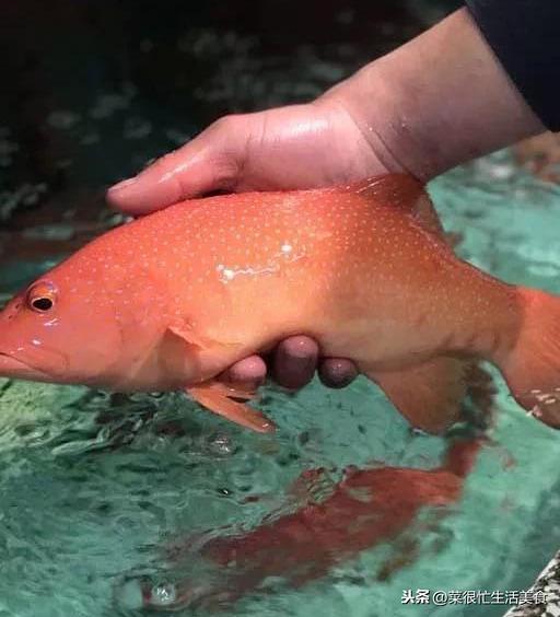 高档海鲜有哪些，全世界最顶级的海鲜（全球十大顶级海鲜食材！）