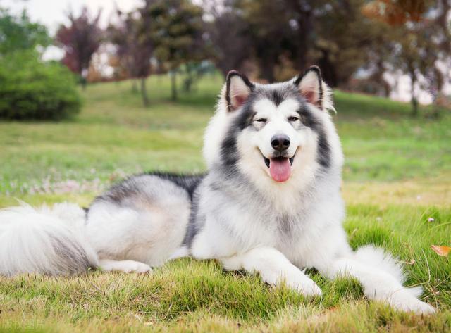 巨型犬品种大全，世界上最大的十种大型犬