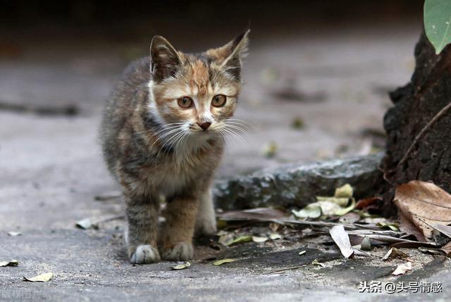 你知道弃猫效应吗，你真的了解弃猫效应