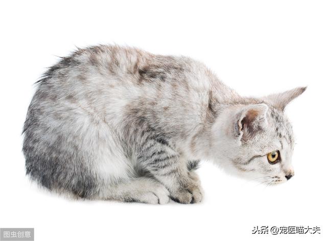 猫糖尿病酸中毒(猫咪糖尿)