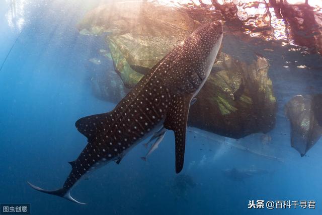 鲨鱼冷知识六种罕见鲨鱼，隐藏在海洋中的5种稀有鲨鱼