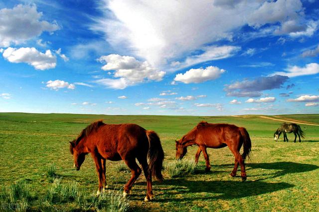 内蒙古自治区锡林郭勒盟，内蒙分几个盟市