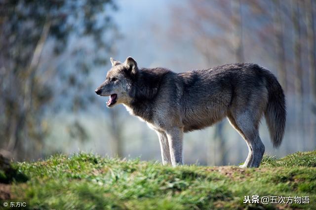 犬科动物分支，狼，你是最坏的动物吗