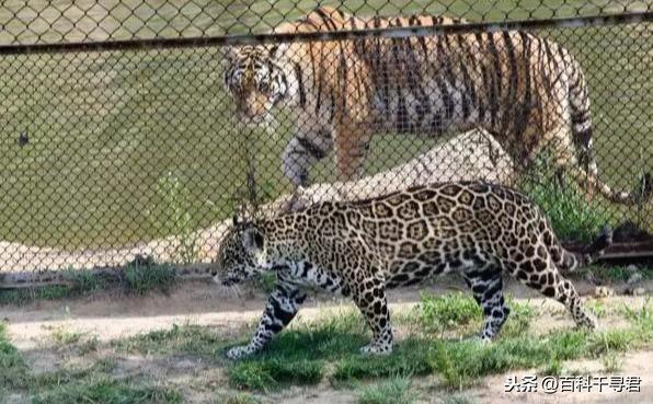 豹虎猫科动物图鉴，盘点所有猫科动物的杂交品种