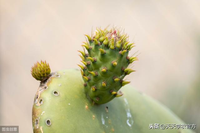 植物能一直活下去吗，植物不会动却能存活30亿年