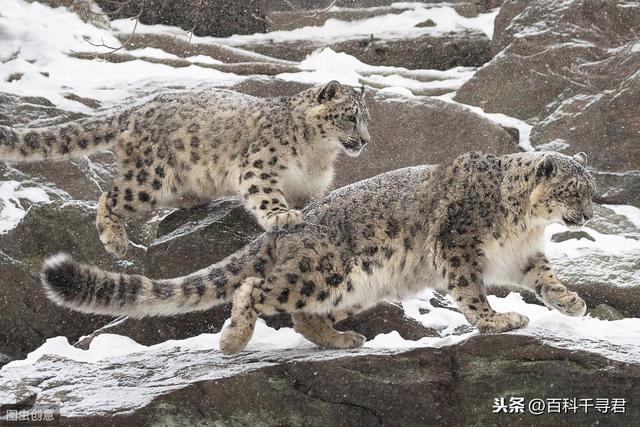 豹虎猫科动物图鉴，盘点所有猫科动物的杂交品种