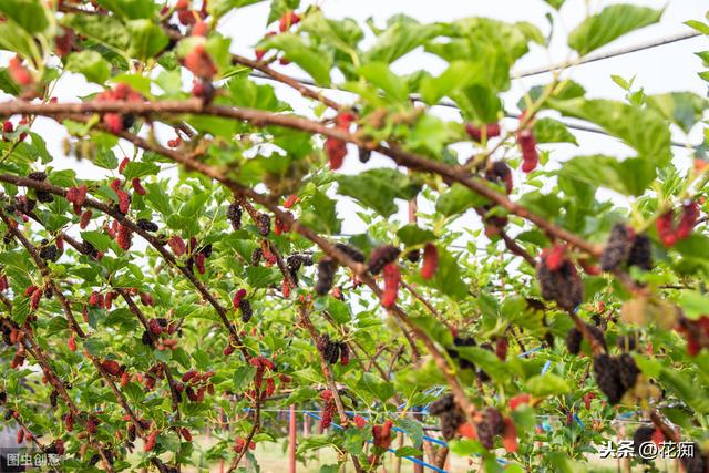 院子里种什么树好，庭院种植什么树好这几种你知道吗