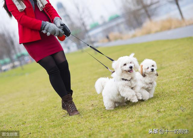 怎么确定狗狗怀孕了，判断母狗是否怀孕最简单的方法（这一篇统统告诉你）