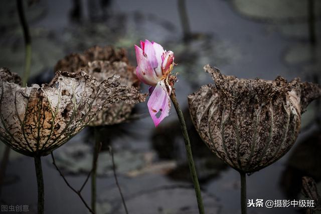 拍荷花摄影技巧，这位摄影爱好者的方法