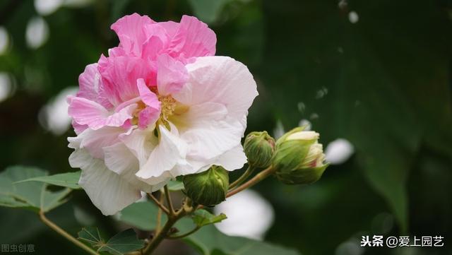 出水芙蓉是什么花，出水芙蓉图描写的是哪种花（股票干货：出水芙蓉）