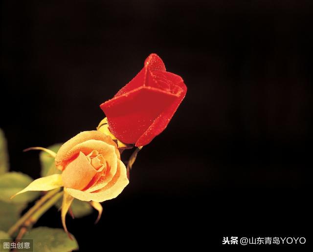 情人节送花玫瑰花语大全 蓝玫瑰花语 玫瑰花支数不同所代表的含意