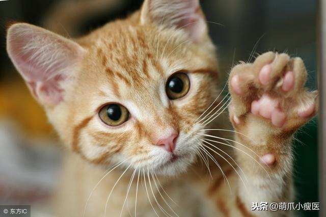 猫咪也会说话猫咪肢体语言大解析，怎么才能知道猫咪在说什么？有方法吗？