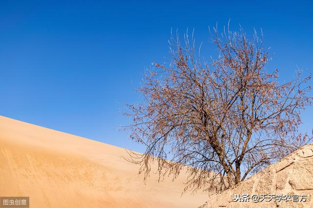 植物能一直活下去吗，植物不会动却能存活30亿年