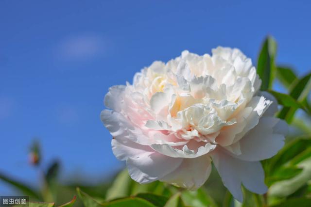 南京的市花是什么，江苏各区市花（你听过几个）